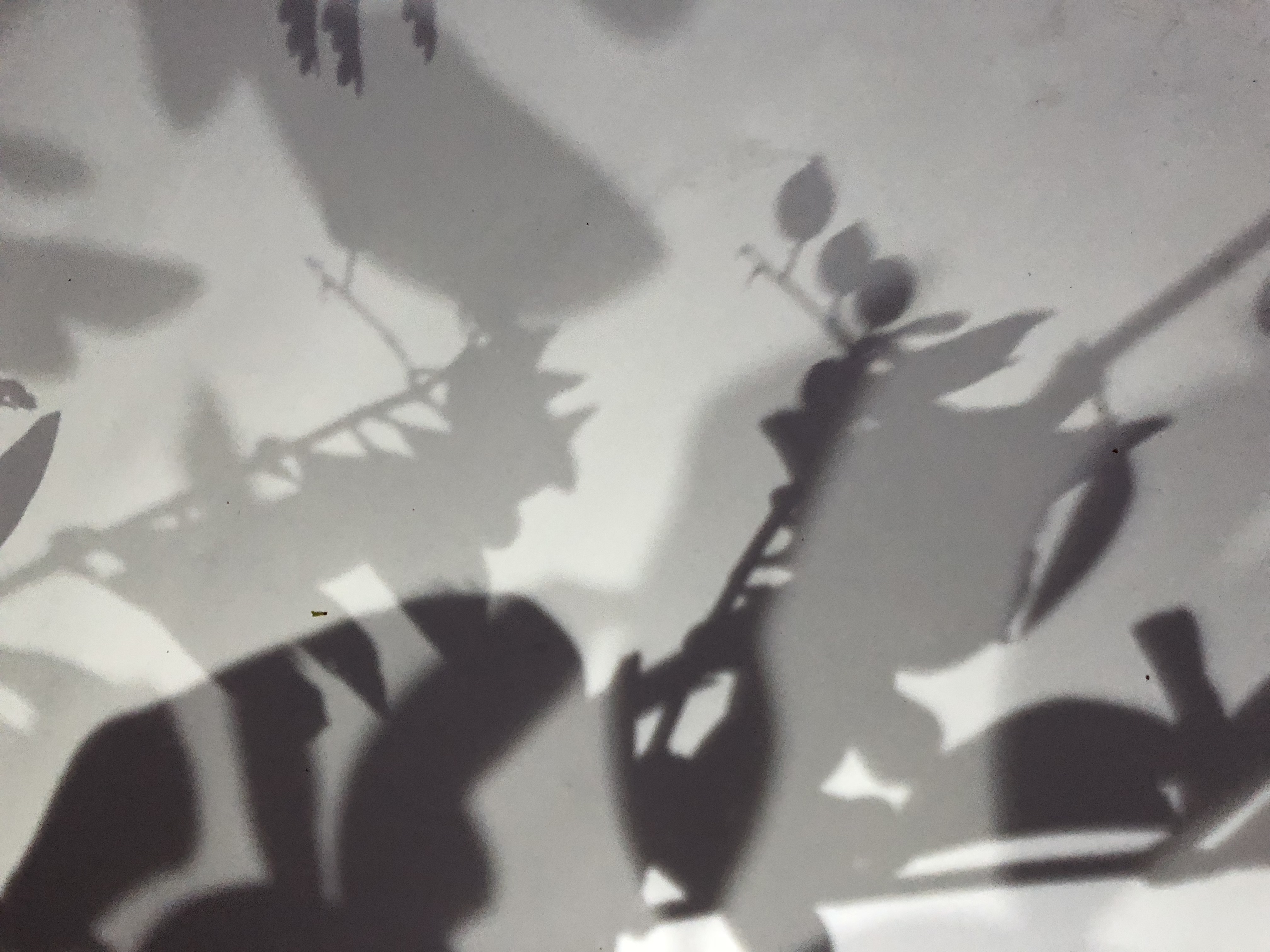 iphones to create photography with shadows
